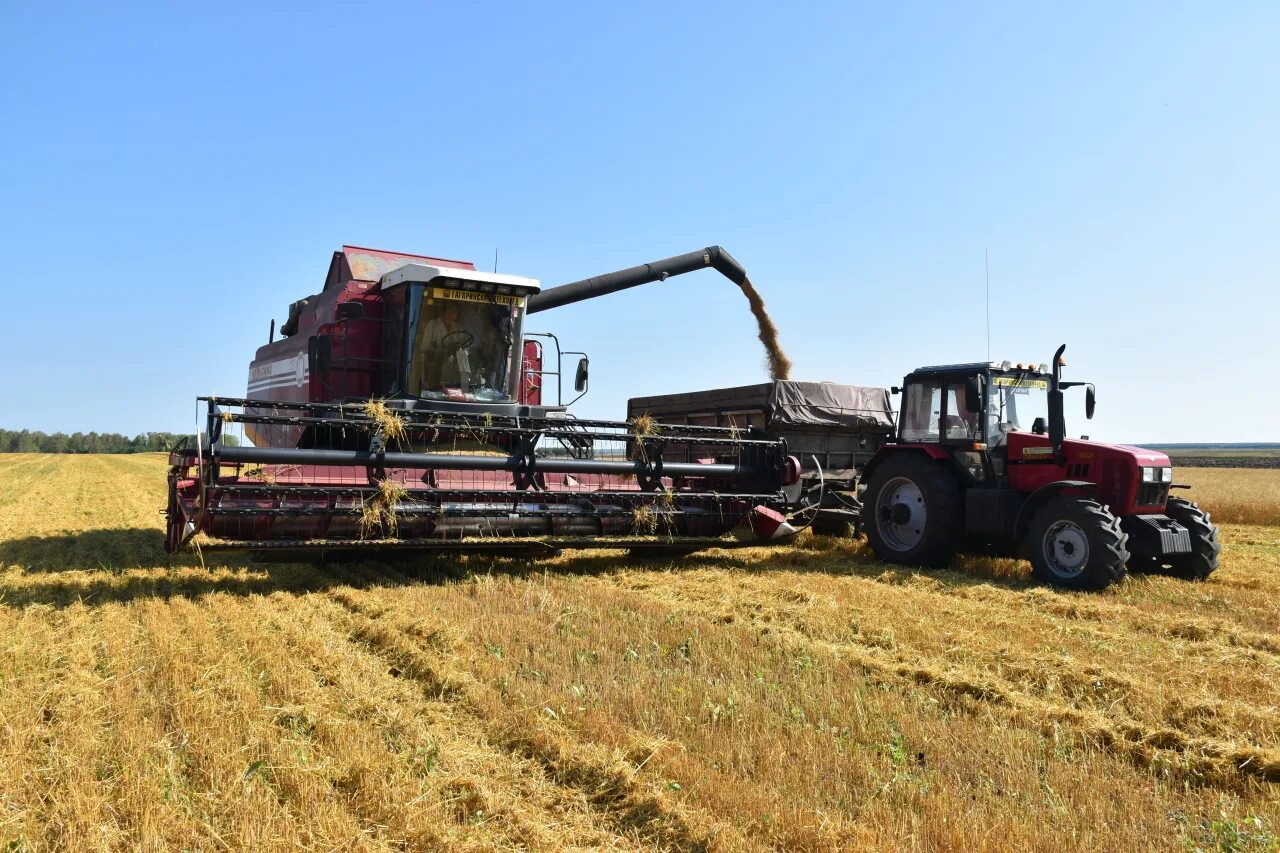 Уборку урожая начинают. Уборку урожая начинают. Ооо плодородие лукоянов. Уборка урожая. Уборочная село шутихинское.