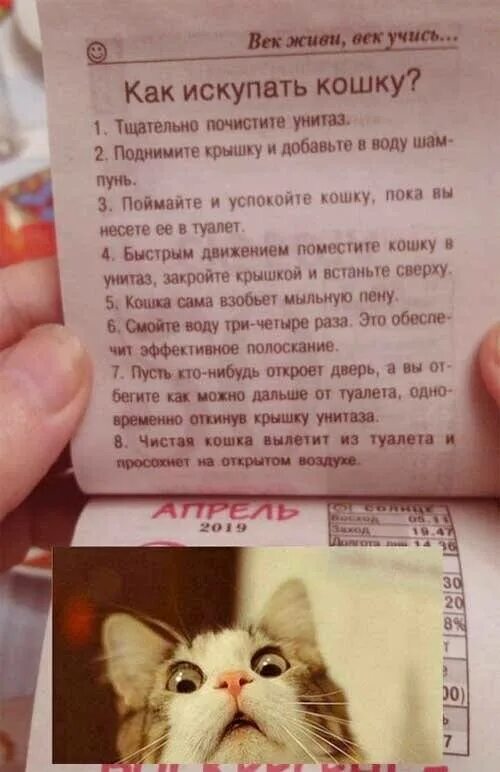 Чем мыть домашнюю кошку. Как помыть кота инструкция. как искупать кошку. как помыть кота смешная инструкция. инструкция по мойке кота.
