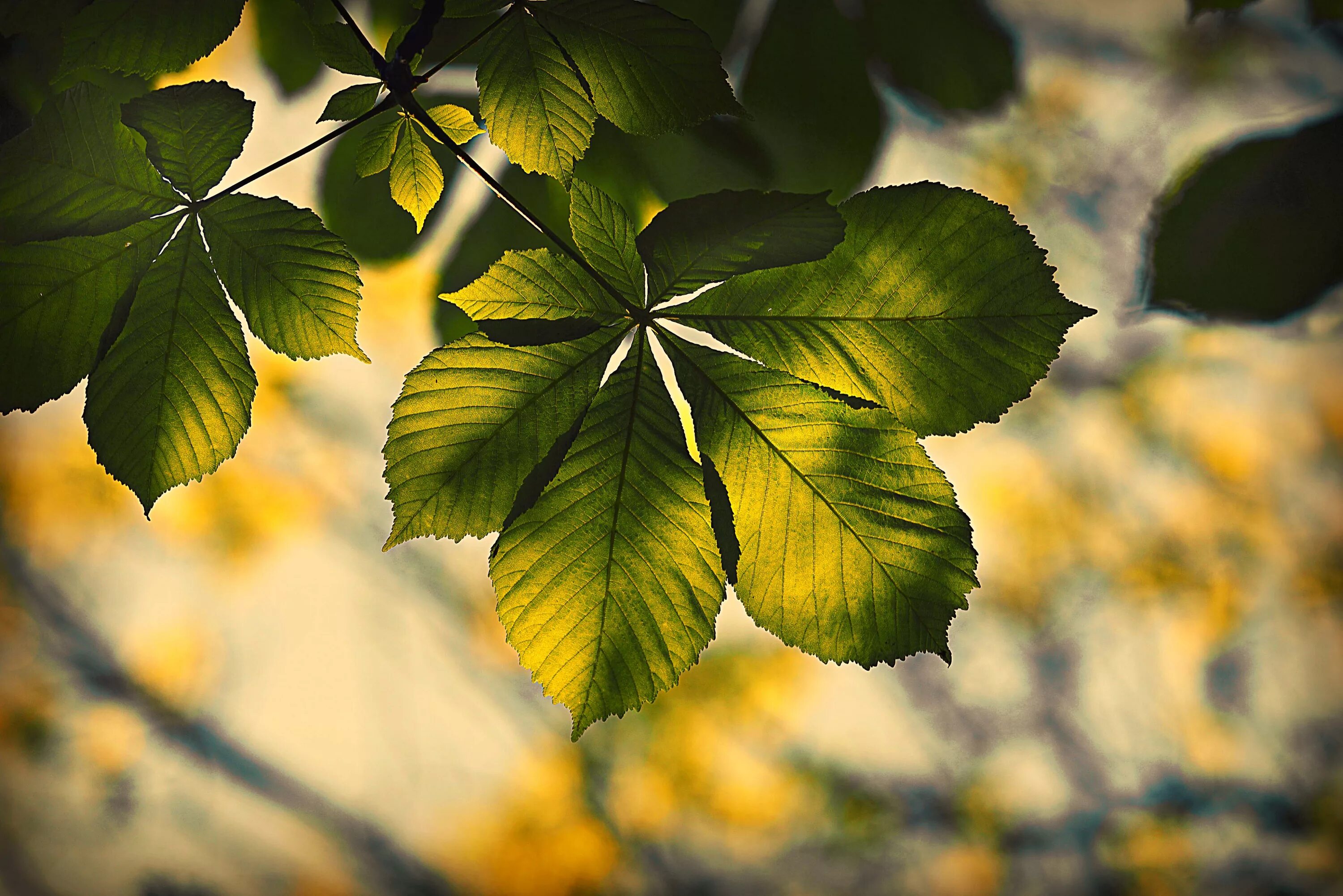 Золотом заполыхала листва. Каштан фото листвы. Каштан дерево листья. Chestnut дерево листва. Красивые листья.