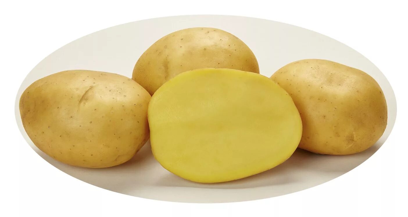 Желтые сорта картофеля