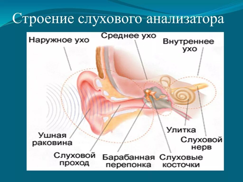 Строение и функции слухового. Строение строение слухового анализатора. Строение слухового анализатора 8 класс биология. Анатомия уха и слухового анализатора. Строение слуховоготанализатора.