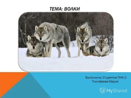 Волк меняет шерсть да не повадки