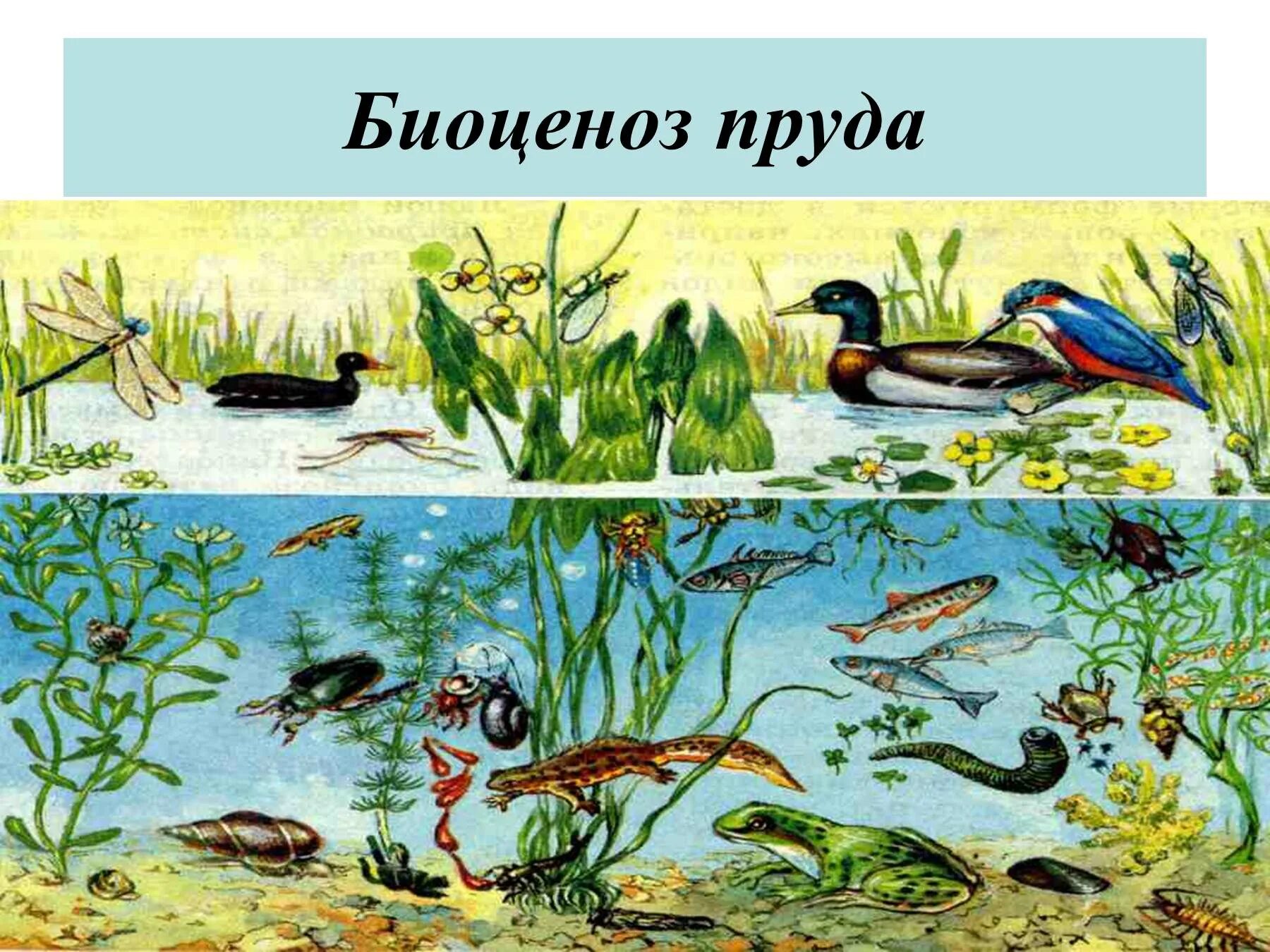 Какие организмы составляют болото. Экосистема лесного озера. Биоценоз пресноводного пруда. Биоценоз пруда ярусность. Экосистема пруд биоценоз.
