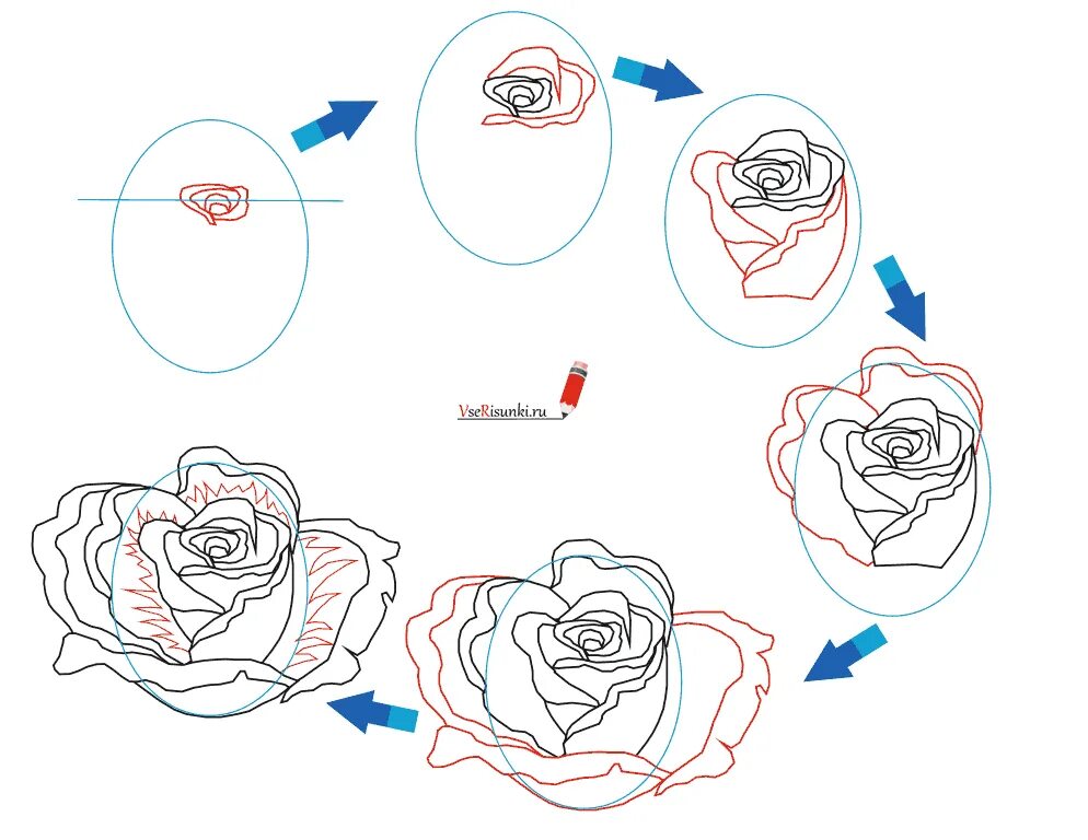 Схема рисования розы. Научиться рисовать розу. Как нарисовать розу поэтапно.