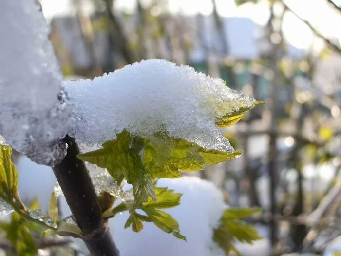 Весенний ручеек. Весенний ручеек. Снег 2 июня картинки. Долго не тающий снег. Долго не тающий снег.