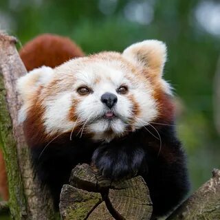 Small panda