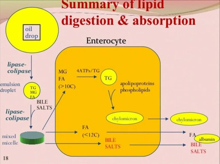 Липаза липиды. Lipid digestion. Digestion and absorption of lipids. Absorption in digestion. Lipid absorbtion.