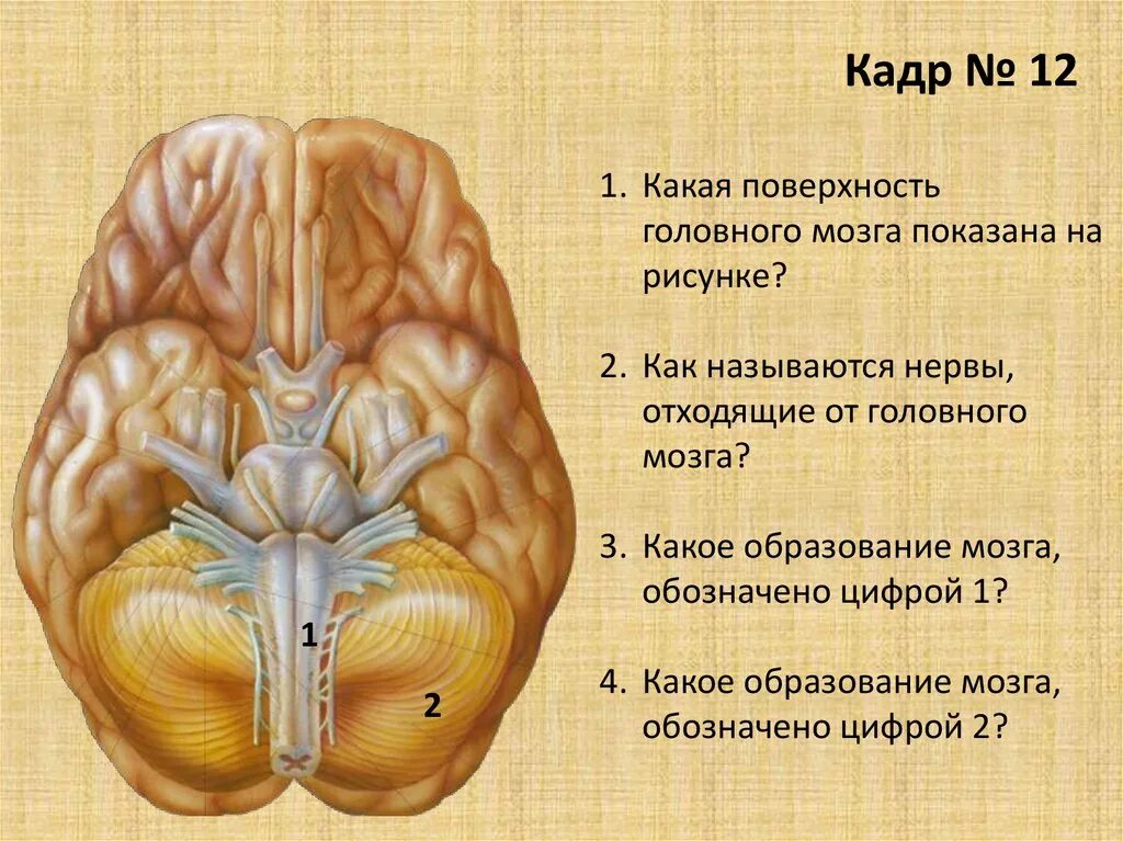 Нижняя поверхность мозга. Головной мозг. Поверхности головного мозга. Основание головного мозга. Анатомические образования головного мозга.