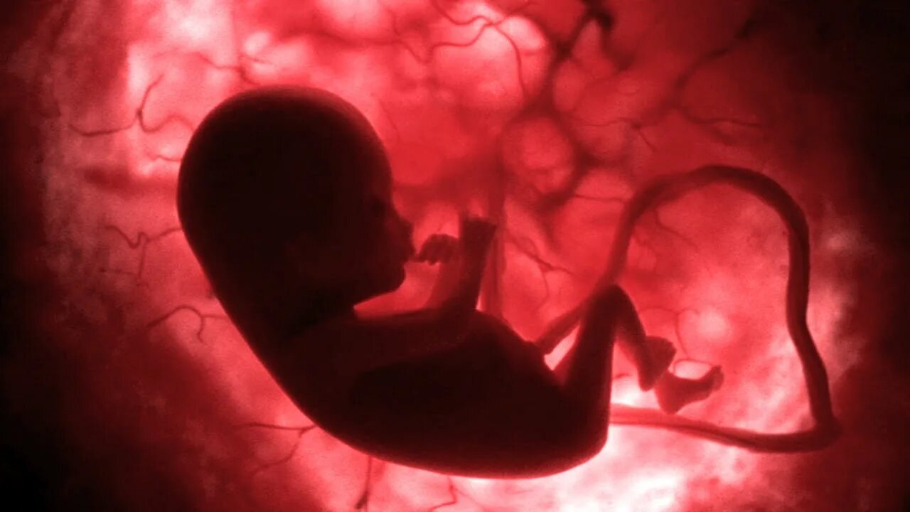 Дети внутри мамы. Младенец в утробе. Зародыш ребенка в утробе матери.