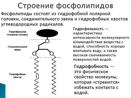 Гидрофобные радикалы повернуты внутрь глобулы
