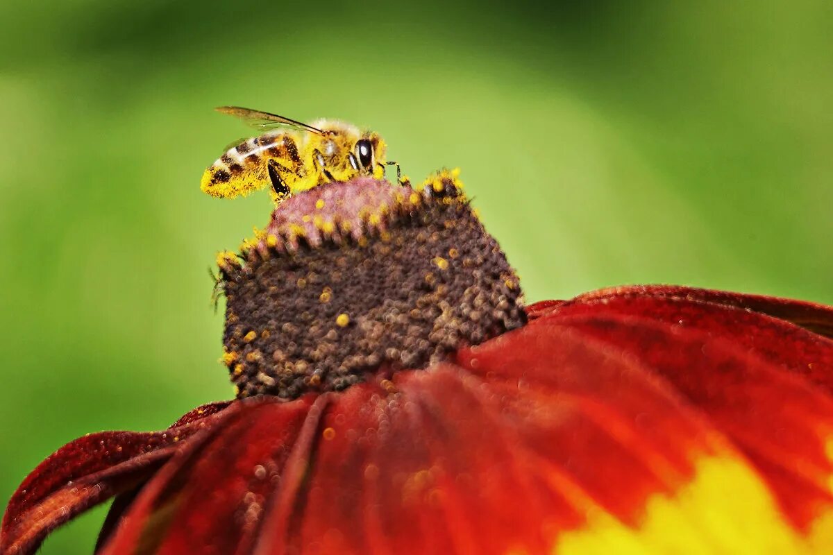 Пчелочка. Пчелочка златая слова. Пчёлочка златая. Пчелочка златая. Крестоцветные пчела.