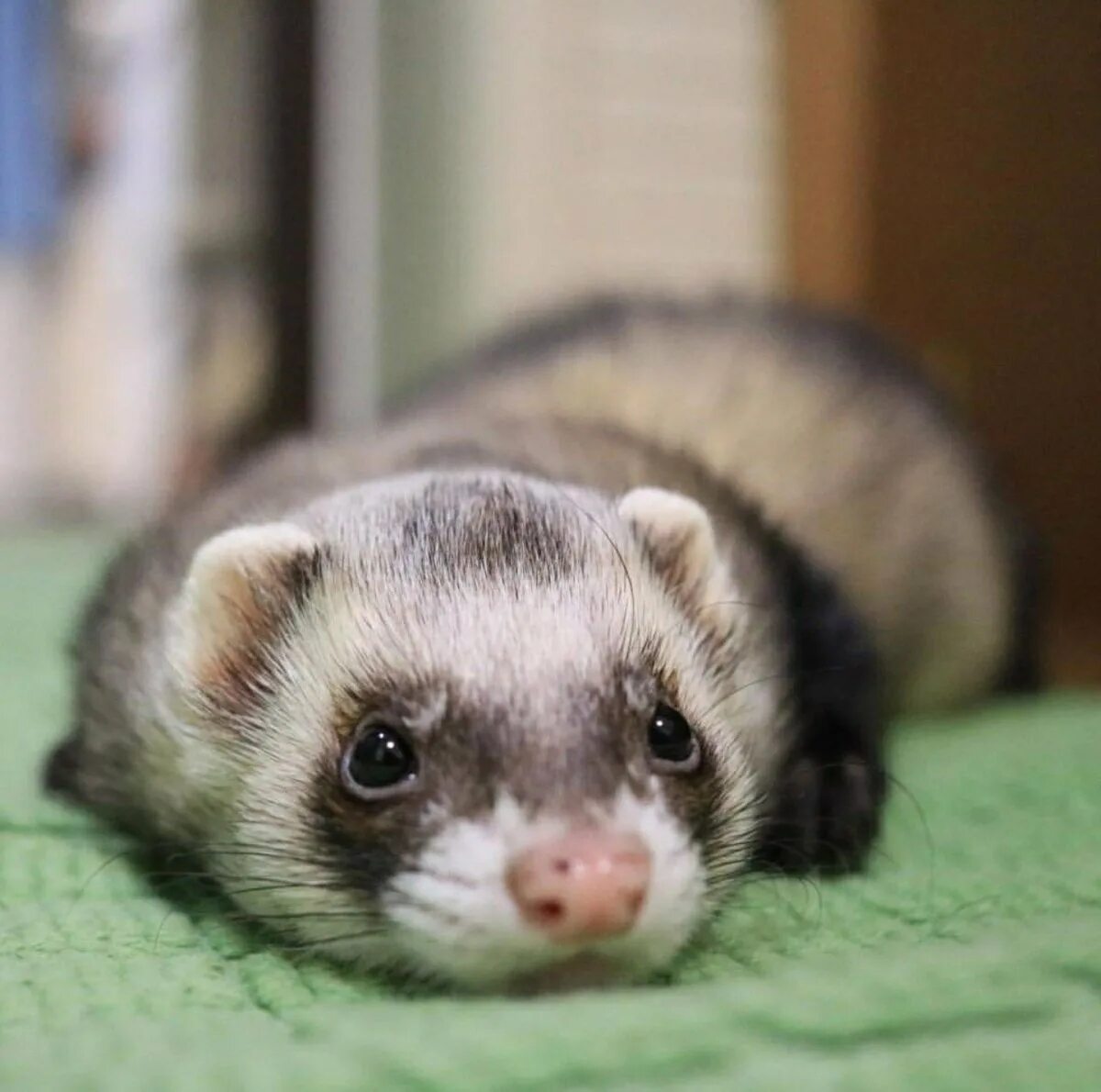 хорек фретка. домашний хорек фретка. хорек фретка домашние. хорек фретка. домашний хорек фретка.