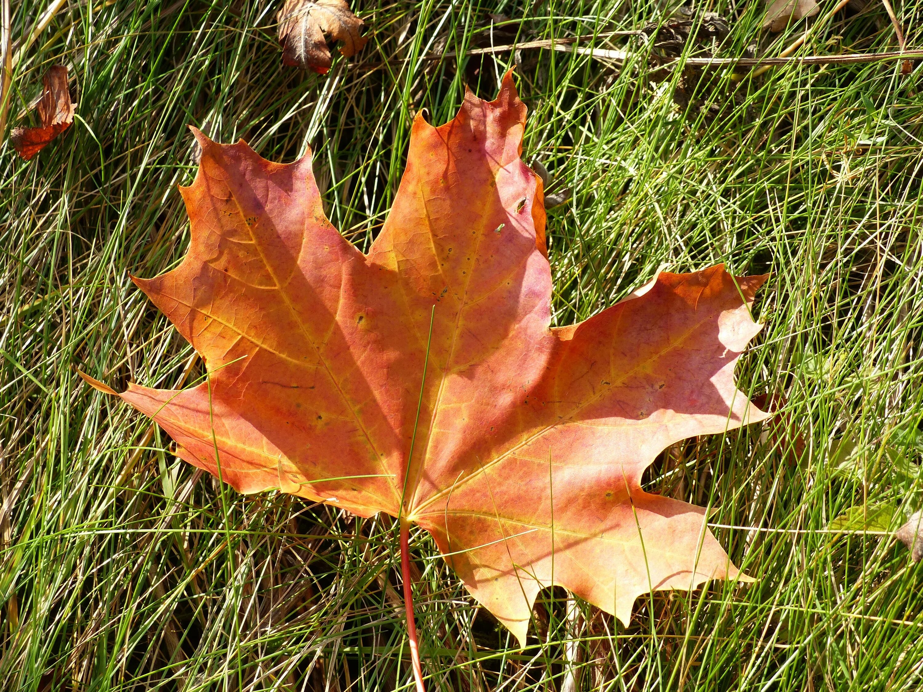 Листья кленов похожие на лапы резко. Maple кленовый лист. Осенние листья клена. Осенний кленовый лист. Клен цвет листьев.