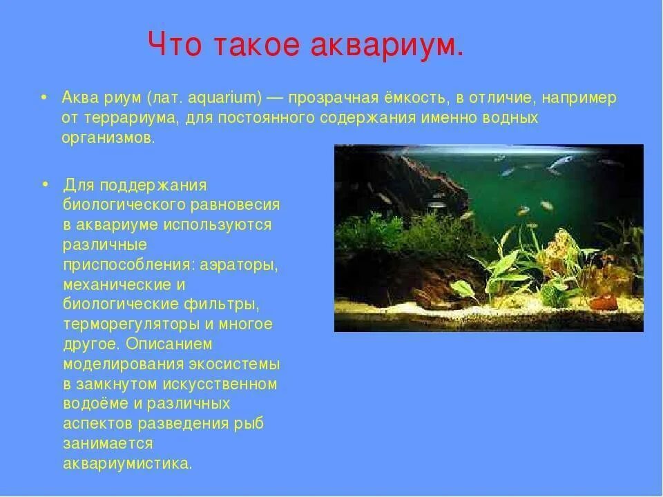 Для каких целей человек создает аквариум. Аквариум для презентации. Презентация на тему аквариум. Аквариум искусственная экосистема. Проект аквариум.