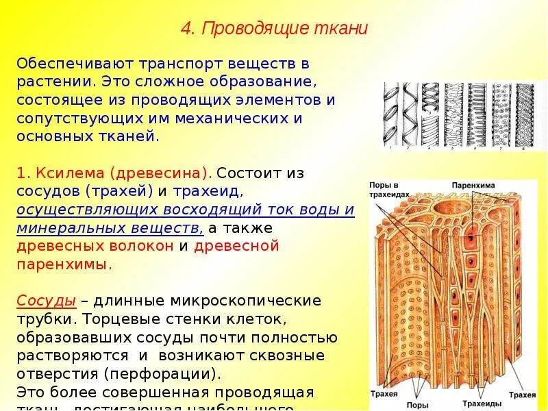 Ксилема ткань растений. Механические волокна ксилемы. Проводящая ткань. Механические и проводящие ткани растений.