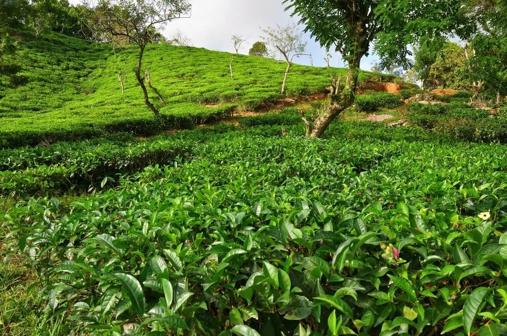 Остров плантация. Чайная плантация Сейшелы. Чайная фабрика Сейшелы. Чайная фабрика на Сейшельские острова.