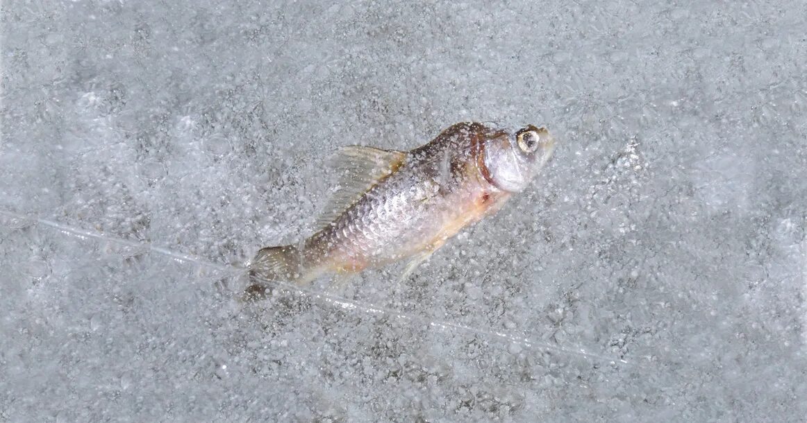 Значение фразеологизма биться как рыба об лед. Рыба на льду. Рыба на льду картинки. Как рыба об лед.