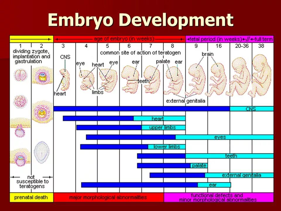 Periods of development. Фетальный период беременности. Prenatal period. Critical periods of development. Periods of development.