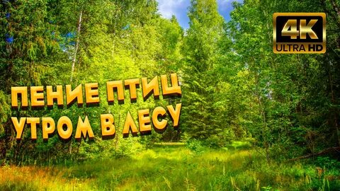 Шум дождя и пение птиц в лесу