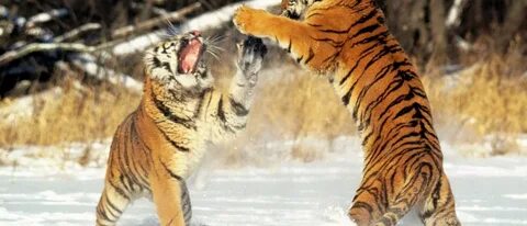 Тигр против тигра 8