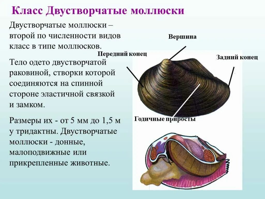 Раковины двустворчатых моллюсков 7 класс. Строение раковины класс двустворчатые. Тип моллюски класс двустворчатые внешнее строение. Тип моллюски. Класс брюхоногие и класс двустворчатые. К какой группе организмов относится устрица