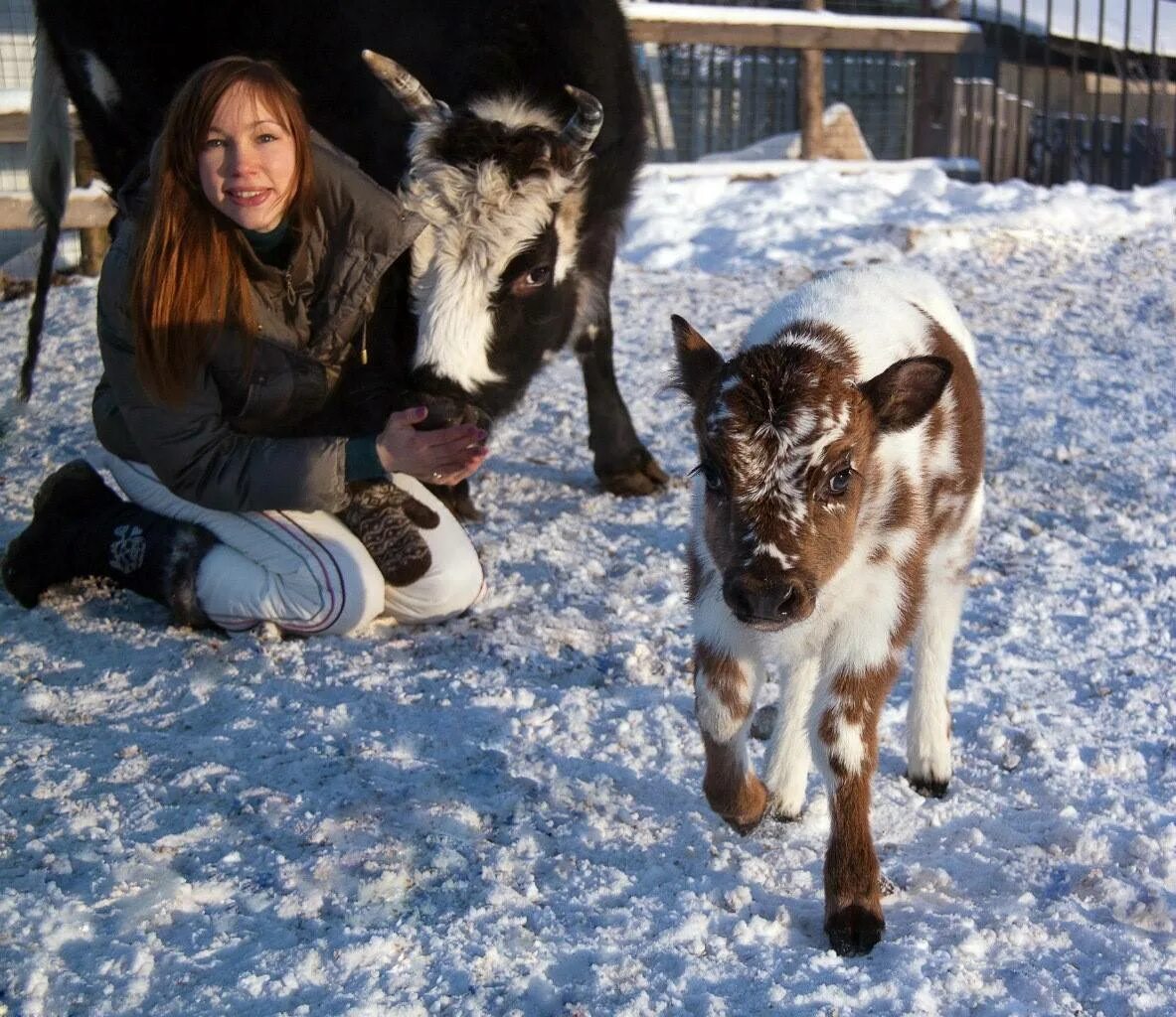 Молока якутия. Якутская Аборигенная порода. Якутская карликовая корова. Якутская порода коров. Коровы в Якутии.