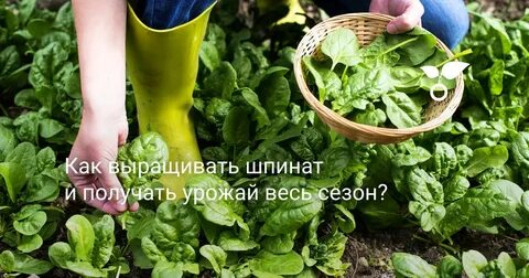 Шпинат как правильно собирать