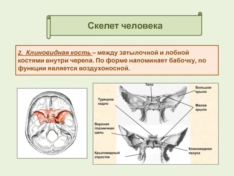 Кость бабочка. Височная кость и клиновидная кость. Клиновидная кость верхняя глазничная щель. Клиновидная кость крыловидный канал. Отростки клиновидной кости черепа.