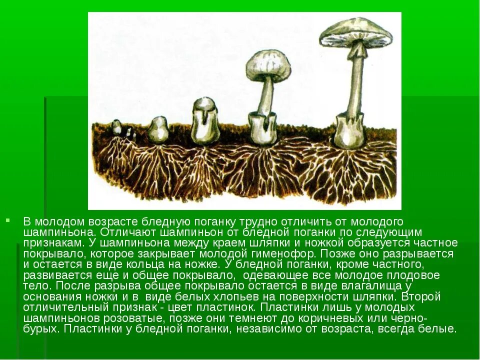 Сходство поганки и шампиньона. Сходство поганки и шампиньона окружающий. Поганка и шампиньон сходство и различие. Бледная поганка и шампиньон сходство и различие. Коварные двойники сходства и различия