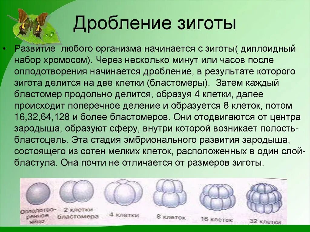 Начальный этап развития оплодотворенного яйца носит название. Характер дробления зиготы у человека. Дробление эмбриональный этап. Дробление зиготы человека. Стадии дробления зиготы человека.