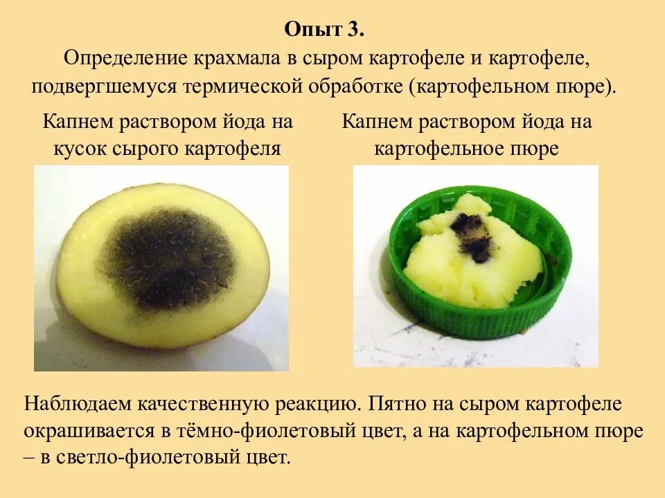 Обнаружение крахмала в картофеле. Выявление крахмала в картофеле. Опыт обнаружение крахмала в картофеле. Опыт с картофелем и йодом. Крахмал можно обнаружить