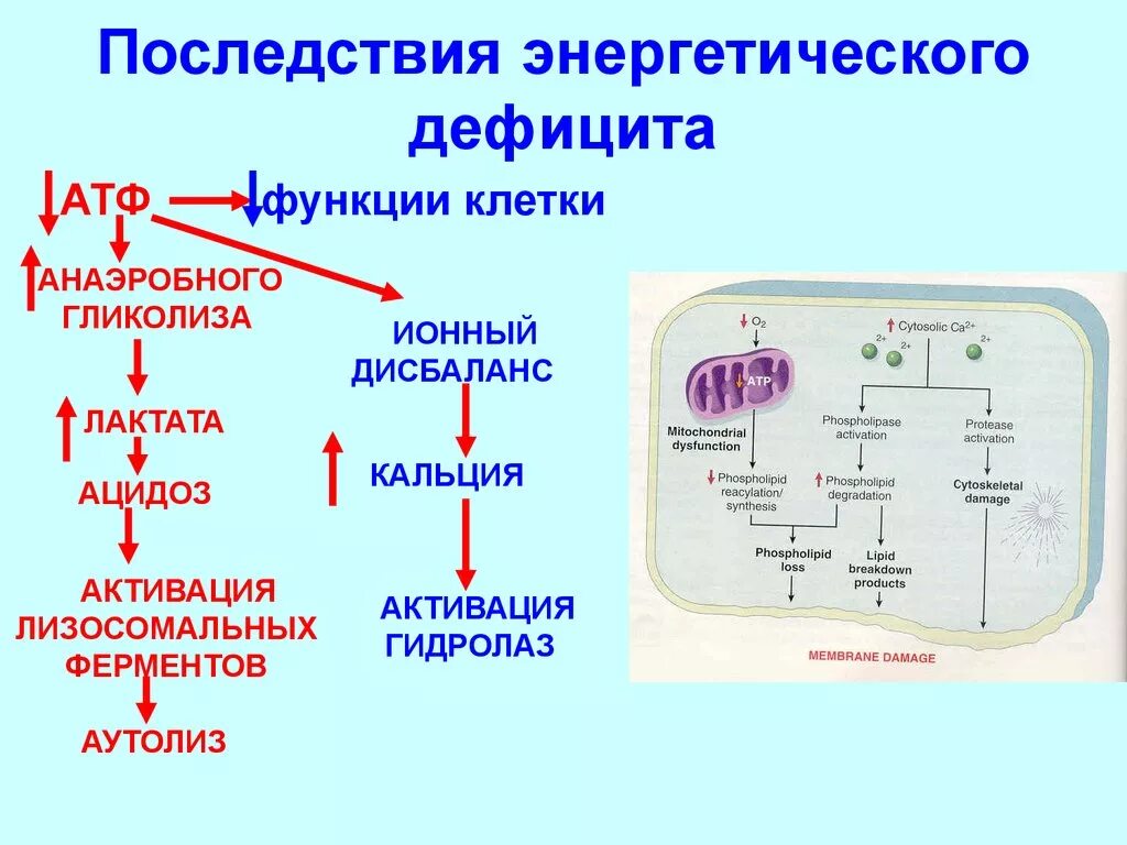 Отсутствие атф. Энергетический дефицит последствия. Энергетические возможности клетки.