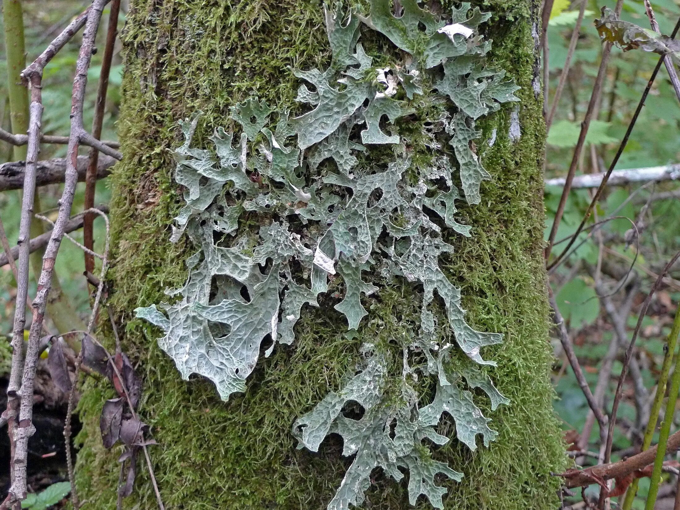 Лобария Пульмонария. Лишайник лобария Пульмонария. Лобария легочная Lobaria Pulmonaria. Лишайник лобария легочная.