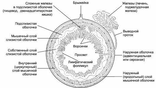 Оболочки толстой кишки гистология. Строение стенки кишечной трубки. Серозная оболочка пищеварительной трубки. Строение стенки пищеварительной трубки гистология.