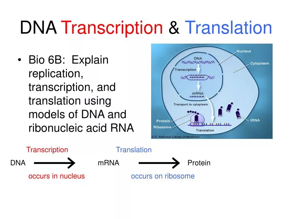 DNA Transcription. DNA Transcription and translation. DNA Transcription and translation на русском. Difference between DNA and RNA. Dna перевод