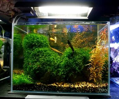 Ada tank 360