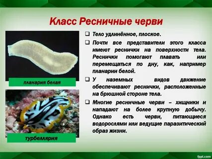 К типу плоские черви относятся ответ