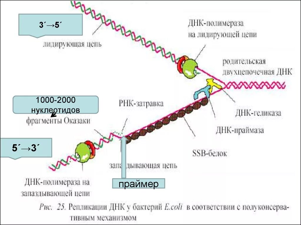 Репликация ДНК ФРАГМЕНТЫ Оказаки. Репликация ДНК ДНК полимеразы. ДНК полимераза в репликации ДНК. ДНК полимераза схема.