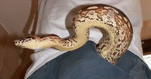 Удав главная. Карликовый удав. Питон в квартире. Удав обыкновенный boa constrictor. Обыкновенный удав.