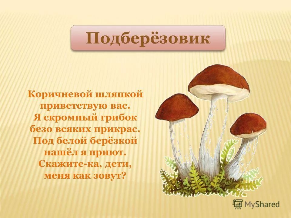 Информация про грибы. Рассказ о грибе подберезовик 2 класс. Грибы презентация для детей. Грибы картинки для презентации. Презентация в детский сад на тему грибы.