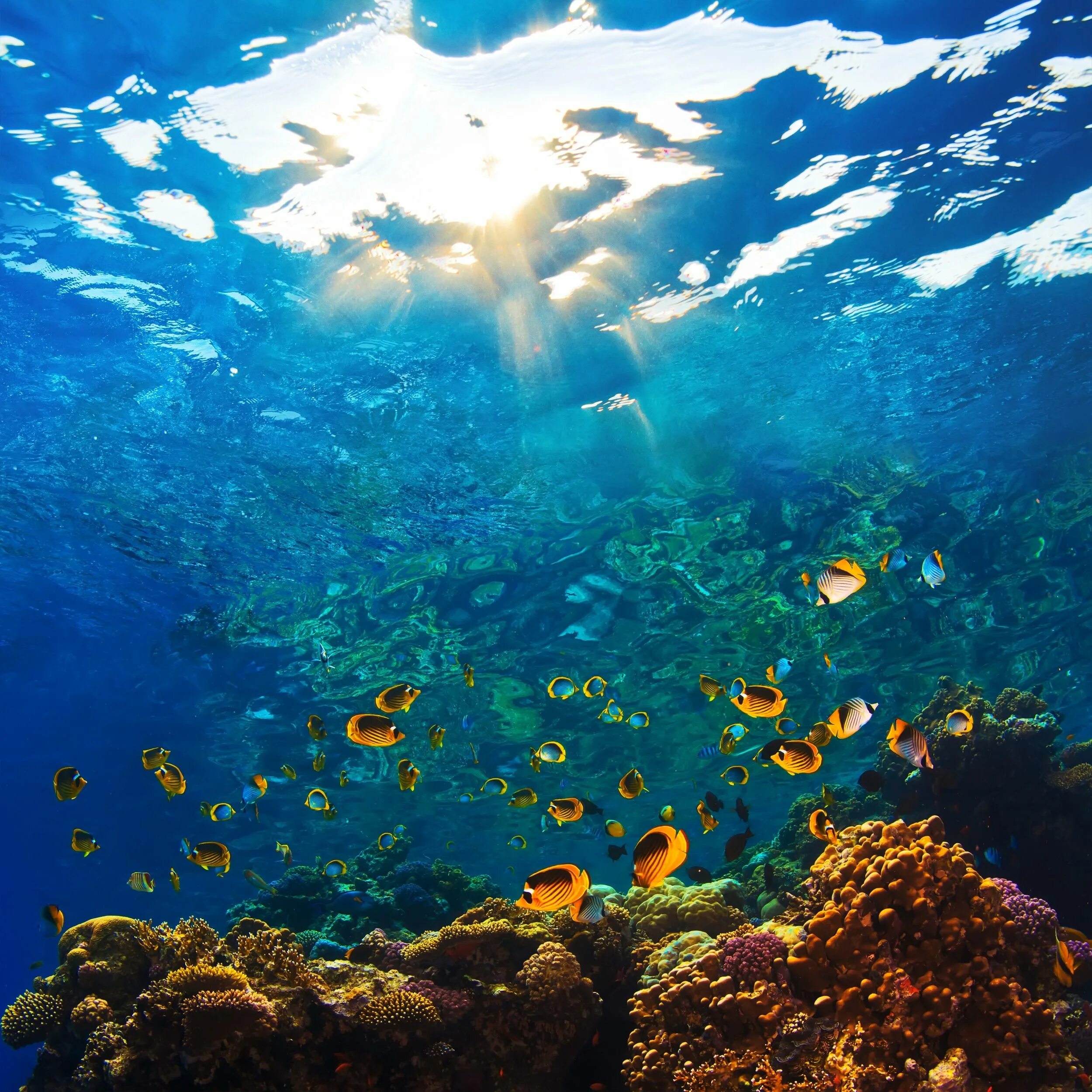 Мир подводной глубине. Рифы в океане. Море под водой. Подводные пейзажи. Дно океана.