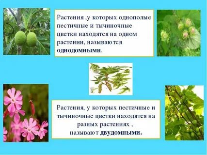 Растения имеющие цветки называют