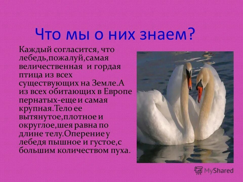 почему лебедя называют особенной птицей. красивая величавая птица. сообщение о лебедях. почему лебедя называют особенной птицей. оперение лебедя.