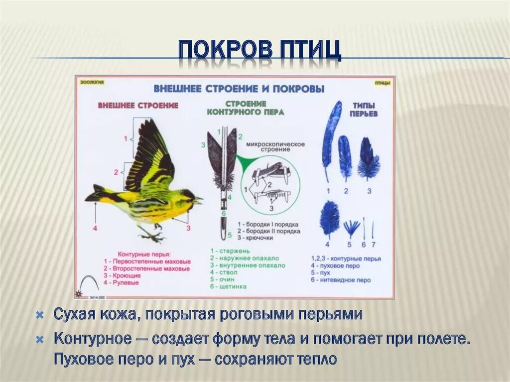 Перьевой покров птицы таблица. Особенности Покрова тела птиц. Внешнее строение птиц. Особенности строения птиц. Класс птицы строение покровов тела.