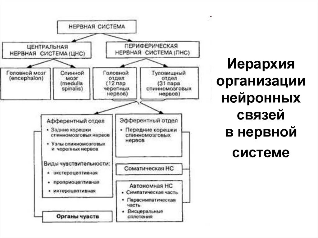 Основные отделы центральной нервной системы общая характеристика. Структура периферической нервной системы таблица. Функции центральной и периферической нервной системы таблица. Общие принципы строения центральной нервной системы.