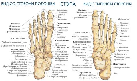 Строение костей ступни человека