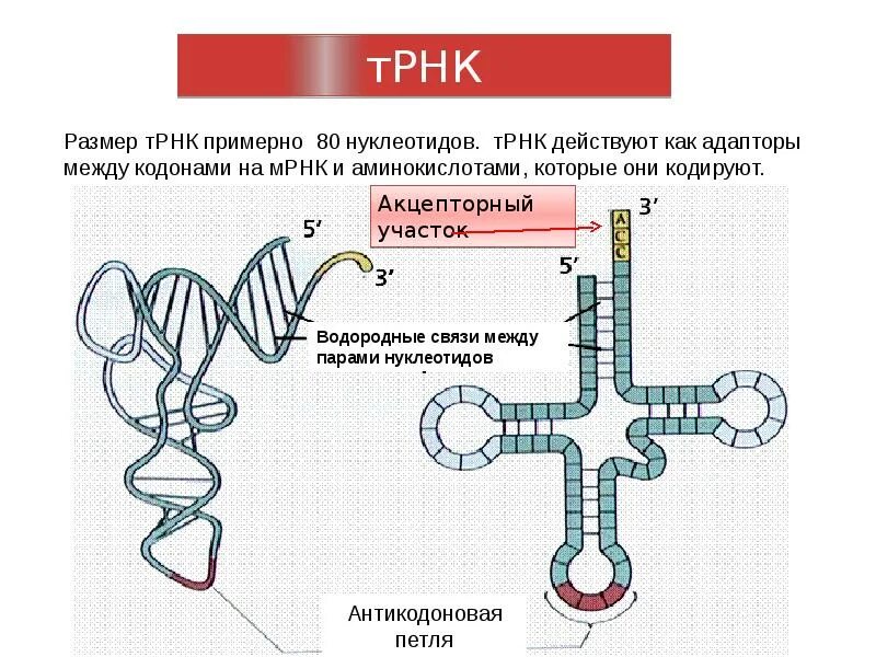 Участки ТРНК Соединенные водородными связями. Размер ТРНК. Транспортная РНК. Антикодоновая петля ТРНК.