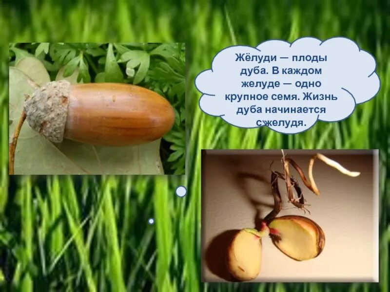 Жизнь дуба. Плод дуба желудь. семена желудя. желудь семена дуба. плод дуба желудь доклад.