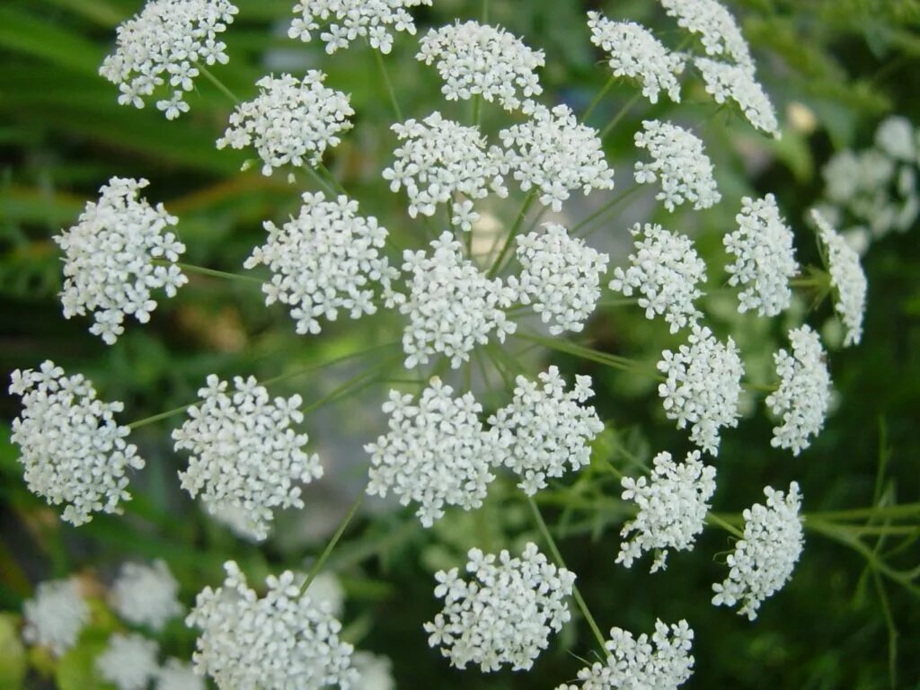 Ароматное род. Анис бедренец. Ажгон (Trachyspermum Ammi). Тмин обыкновенный зонтичные. Бедренец анисовый.