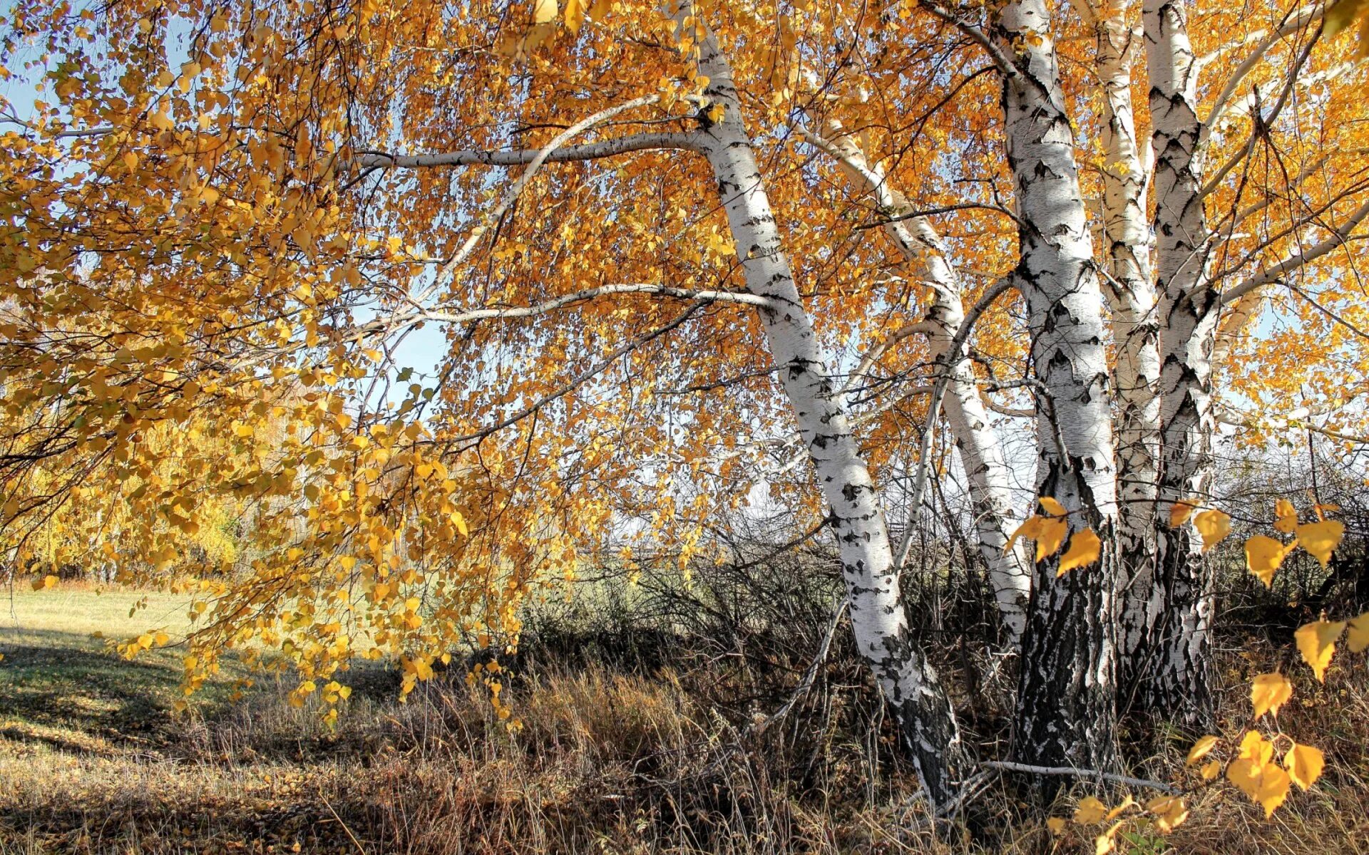 Осенняя береза. Береза осенью. Береза осень. Береза ранней осенью.